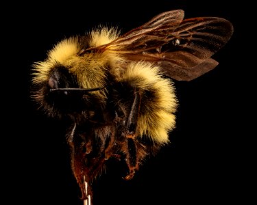 Bombus fernaldae, m, left side, Centre Co., PA 2017-06-16-15.08