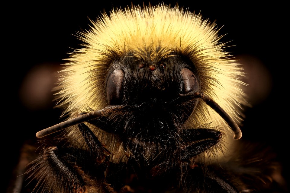 Bombus fernaldae, m, face, Centre Co., PA 2017-06-16-14.59