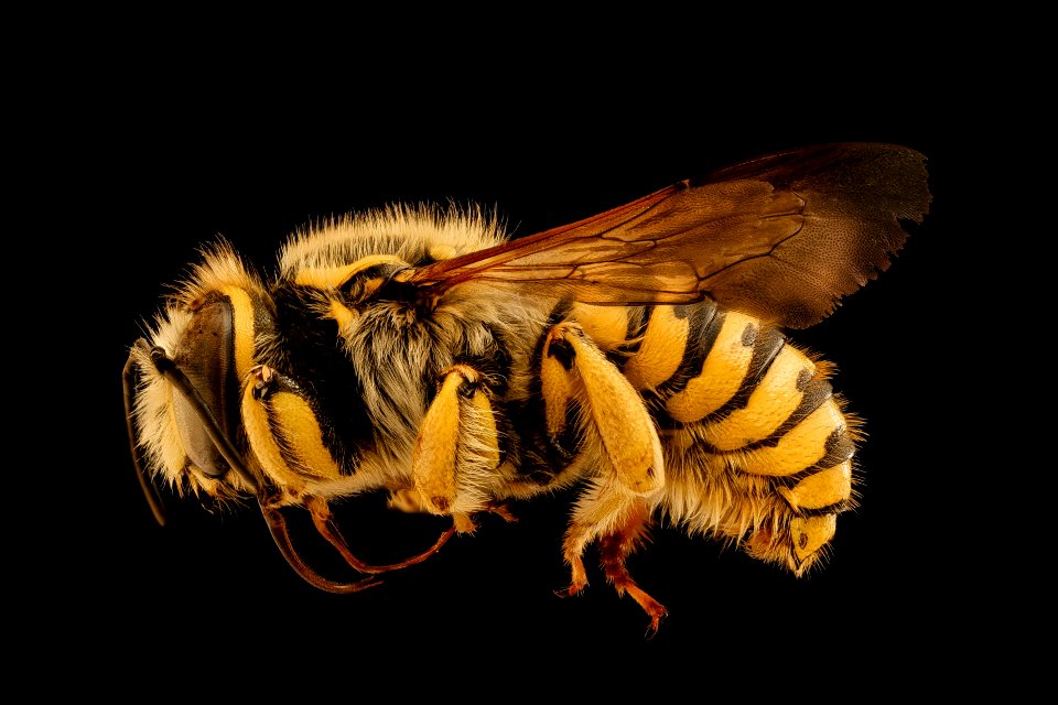 Anthidium illustre, m, left, Bray 1, CA 2019-03-21-12.13.04 ZS PMax UDR
