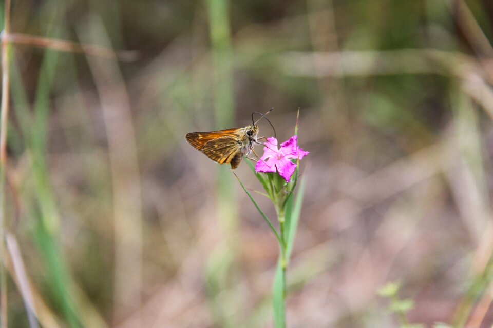 Nature wild flower flower