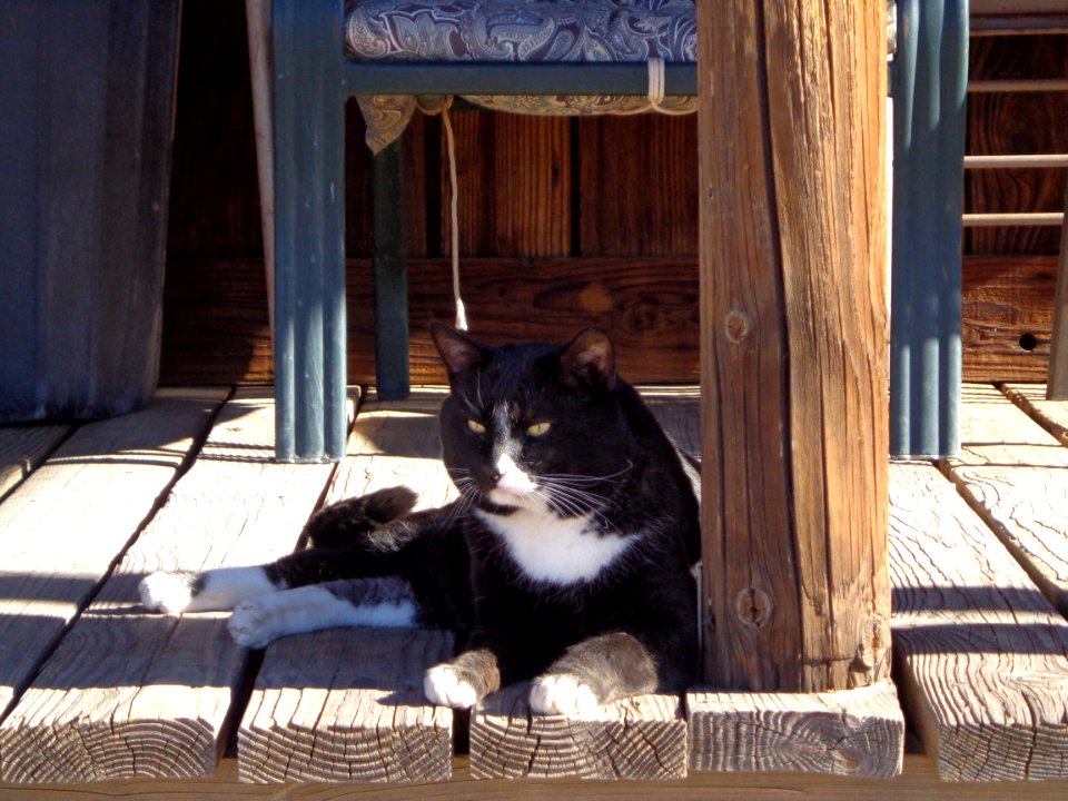 Cat Sitting on Cabin Porch