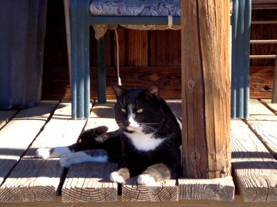 Cat Sitting on Cabin Porch photo