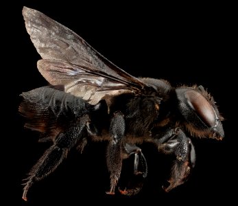 Megachile xylocopoides, F, Side, Florida 2014-01-14-11.07