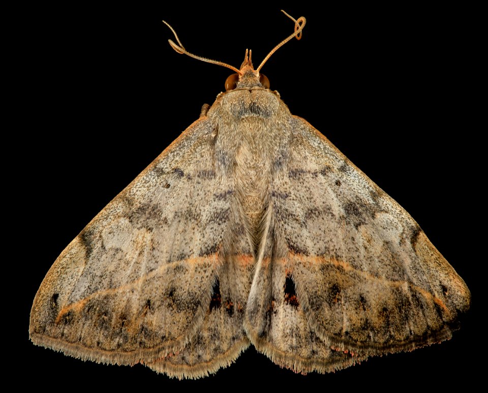 velvetbean caterpillar, moth, back 2014-06-06-11.21.58 ZS PMax