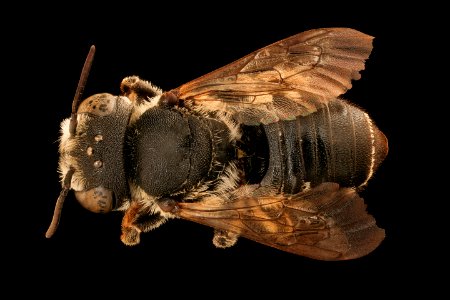 Megachile apicalis, f, back, Yolo Co., CA 2019-03-21-12.43.10 ZS PMax UDR