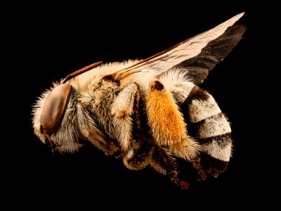 Anthophora flexipes, f, left side, Mariposa. CA 2017-05-30-17.39