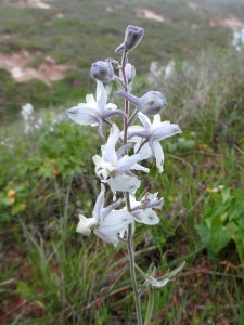 San Clemente Island larkspur