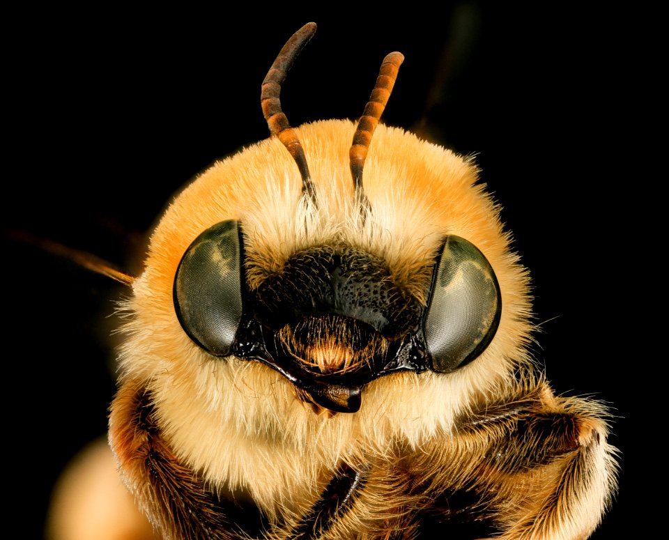 Martinapis luteicornis, f, face, Cochise, Co. AZ 2016-10-20-16.31