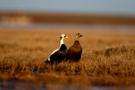 Spectacled eider pair