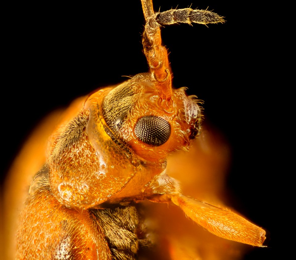 Neogalerucella calmariensis or N pusilla,u,face wet 2016-09-08-18.00