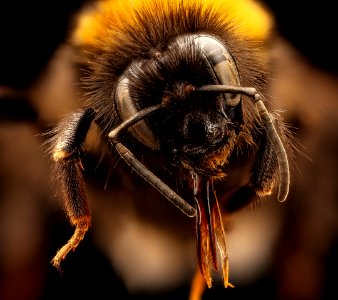 Bombus terrestris, f, face, Culverden, New Zealand 2017-05-26-17.50
