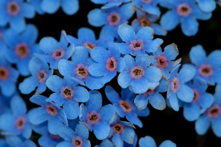 Forget-me-not photo
