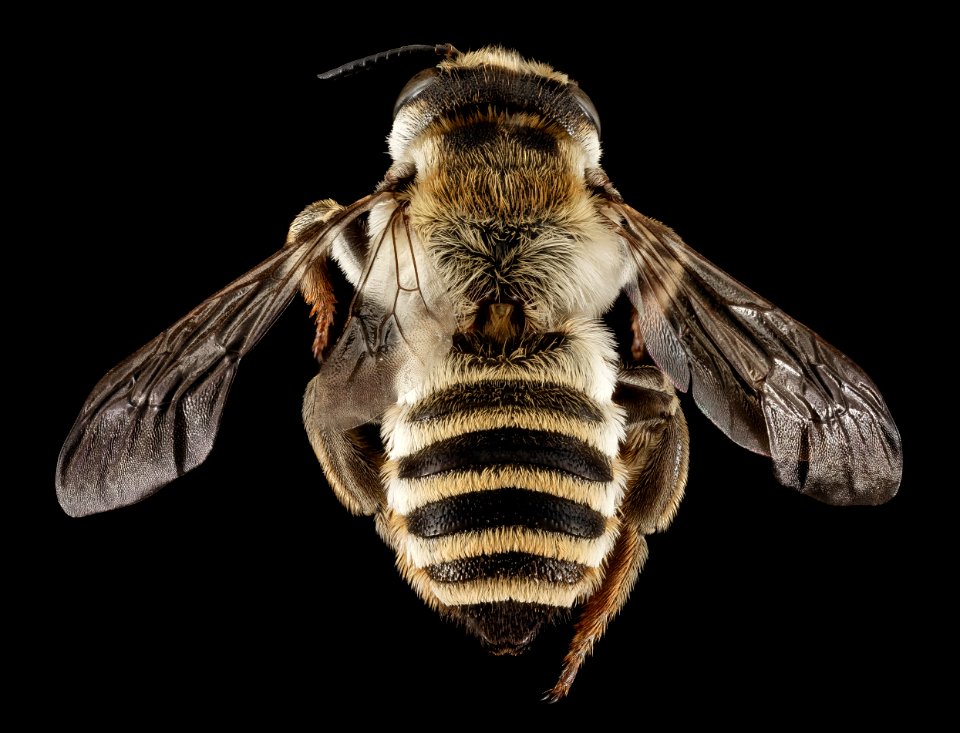 Megachile albisecta, F, Back, Greece, Aegean Islands, Lesvos, Mytilene 2015-03-10-11.45.31 ZS PMax