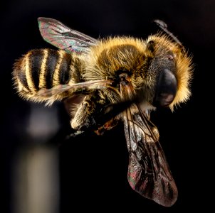 Megachile rotundata, male, side 2012-06-12-15.21
