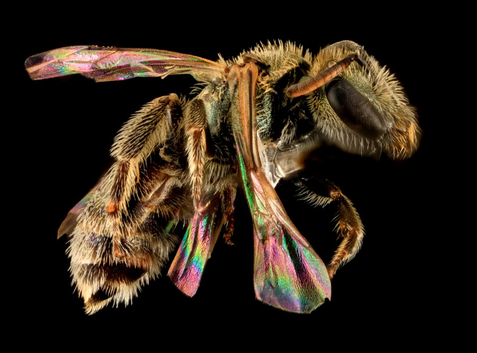Lasioglossum sedi, F, Side, UT, Garfield County 2014-05-27-17.11.12 ZS PMax