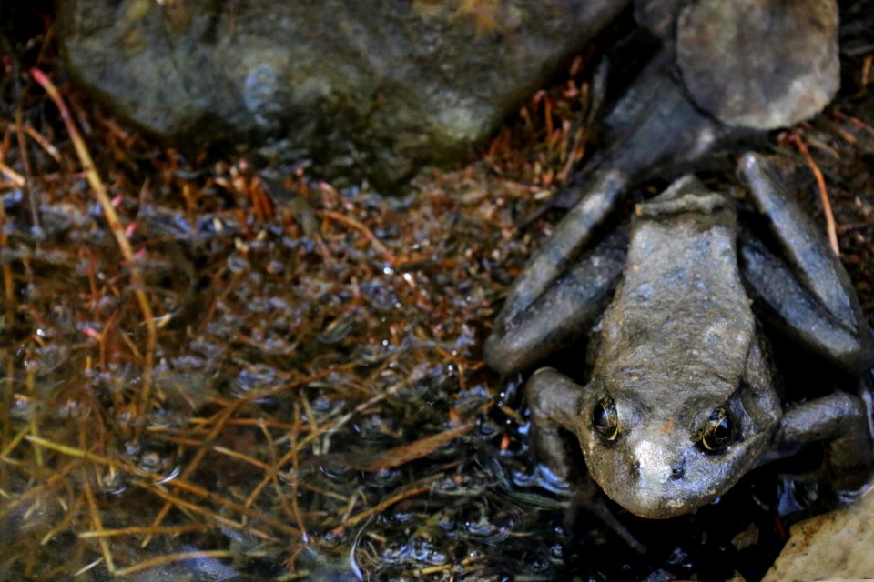 California red-legged frog in Santa Barbara County photo