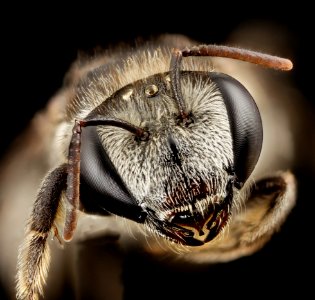 Lipotriches , f, australia, face 2014-11-02-01.57.03 ZS PMax