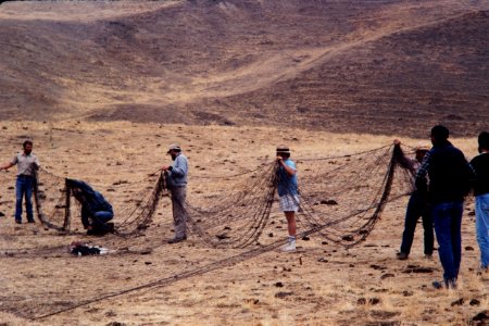 Biologists setting up netting photo