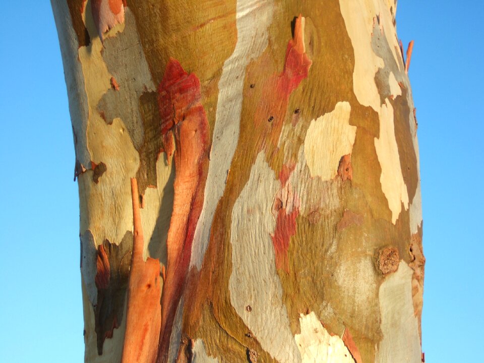 Australia eucalypt colorful