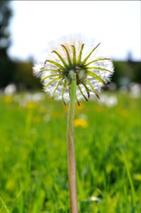 english dandelion photo