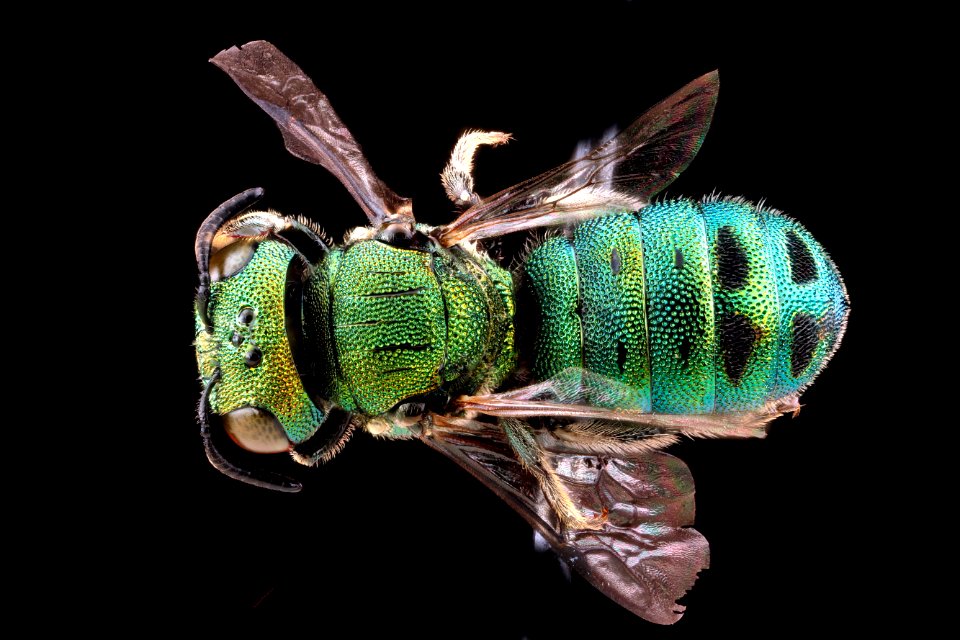 Ceratina-smaragdula,-male-back 2012-06-13-16.30.23-ZS-PMax
