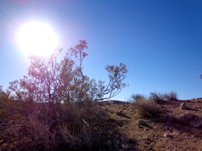 Desert Landscape photo