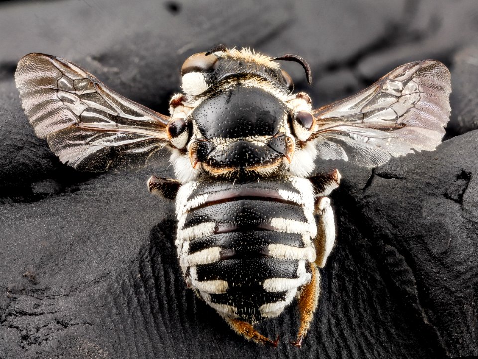 bee 04487d04, f, angle, south africa 2014-08-06-11.26.52 ZS PMax photo