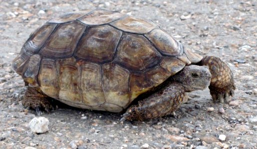 Desert Tortoise photo