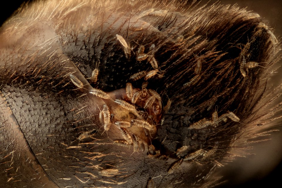 Andrena nivalis, stylopid, U, Cocos Co., NH, back 2015-07-13-15.57.01 ZS PMax