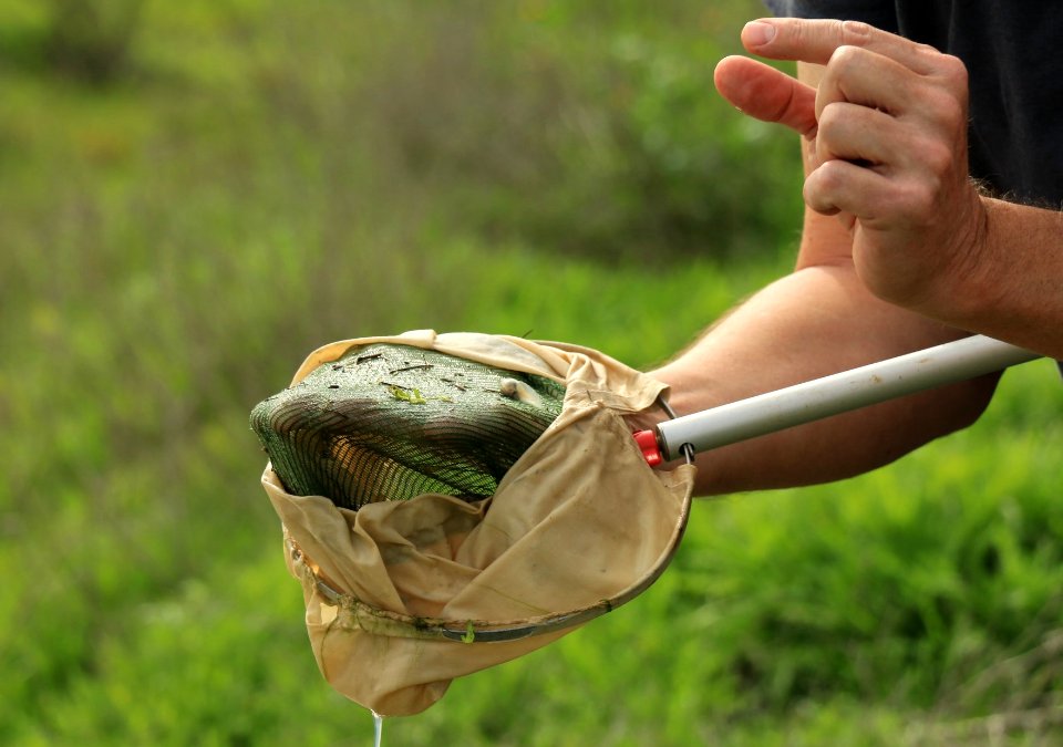 Tadpole found at vernal pool site in Otay Mesa, CA photo