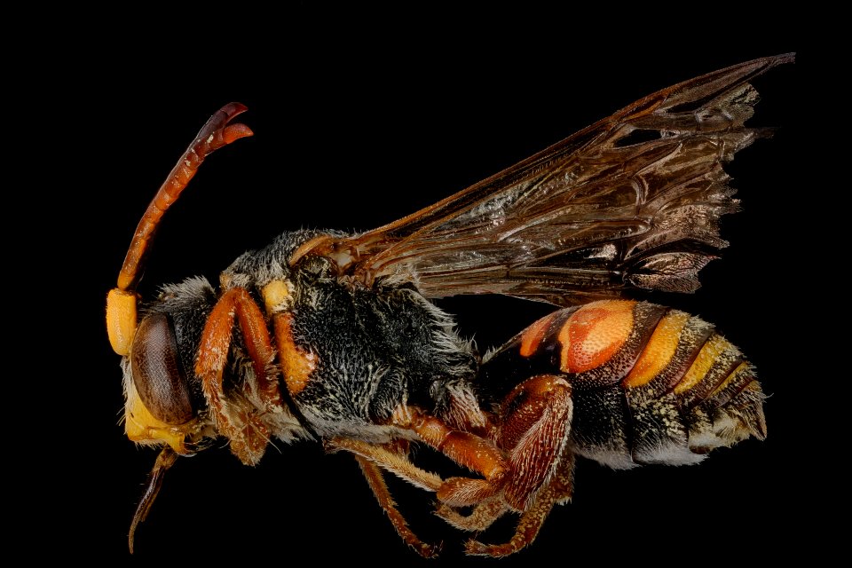 Nomada erigeronis, m, left, Mercer Co., NJ 2018-06-20-16.44.03 ZS PMax UDR