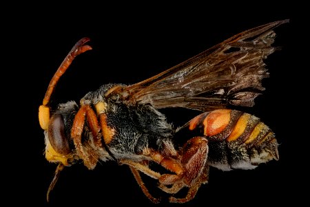 Nomada erigeronis, m, left, Mercer Co., NJ 2018-06-20-16.44.03 ZS PMax UDR