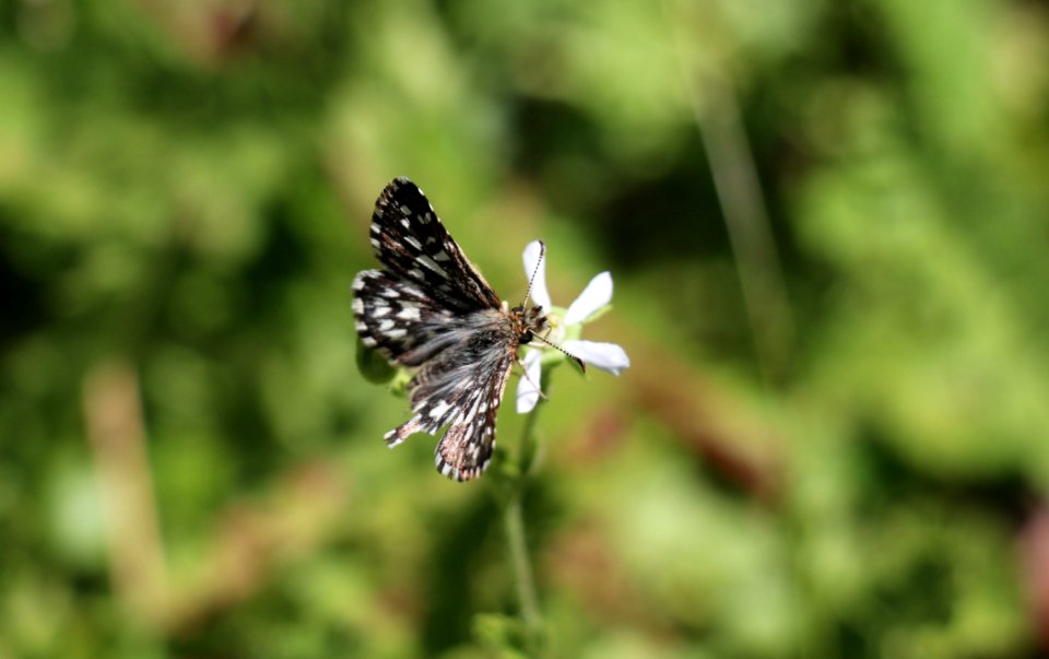 Laguna Mountains skipper on Cleveland's horkelia