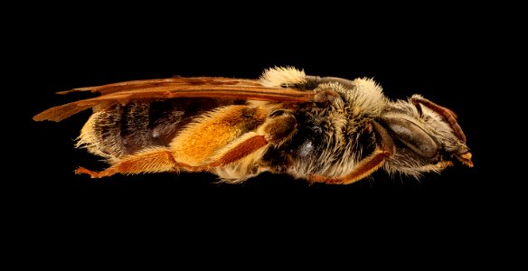 Andrena wilmattae, f, right, Pennington Co., SD 2018-08-10-13.48.53 ZS PMax UDR