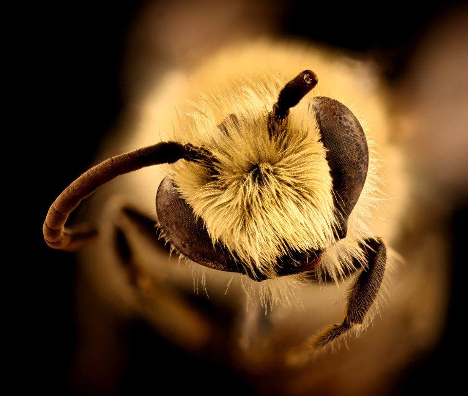 Colletes kincaidii, f, face, Grant Co., Hyannis, NE 2018-08-10-15.51.54 ZS PMax UDR