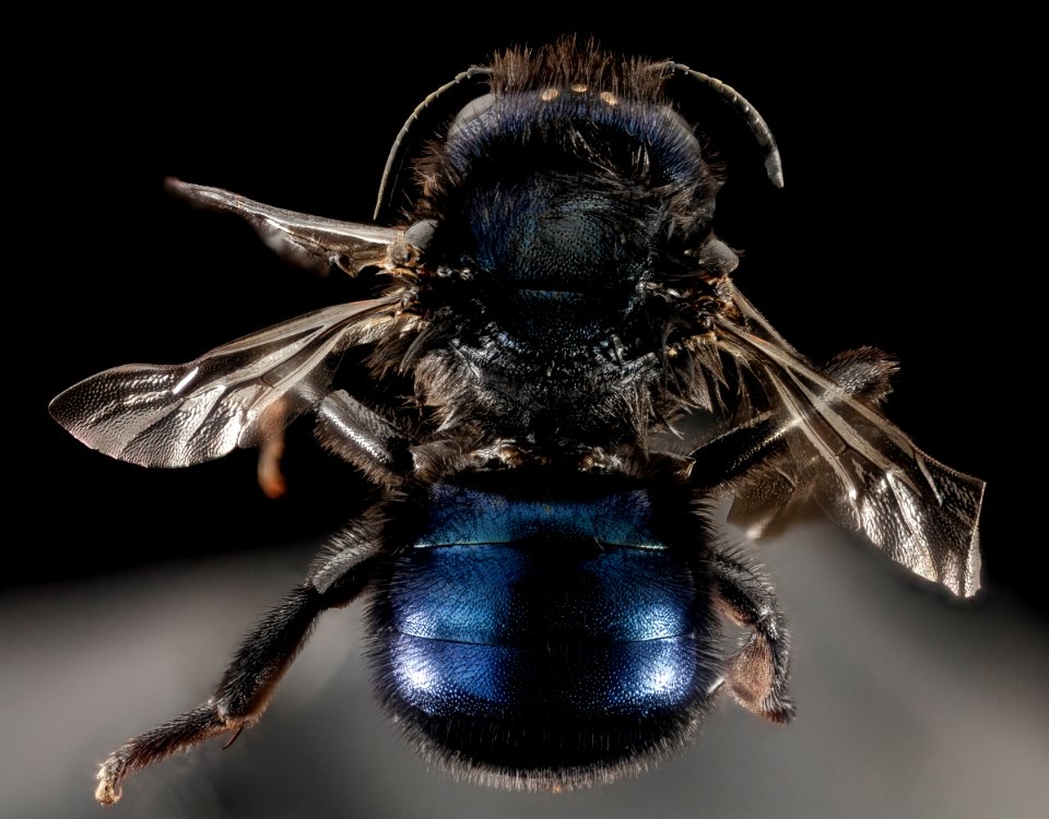 Osmia Californica, f, ca, santa barbara co., back 2015-11-20-18.23