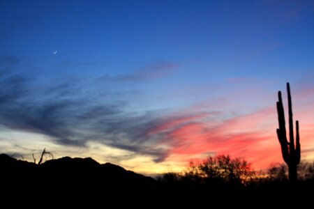 Cactus moon sky photo