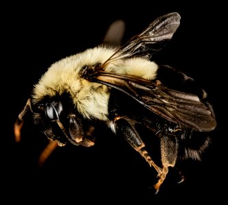 Bombus impatiens, f, queen, charles co, md 2015-05-24-18.36.21 ZS PMax photo