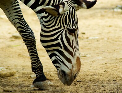 Zoo africa savannah