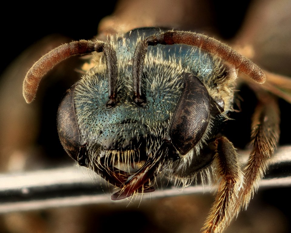 Lasioglossum michiganense, F, Face, NY, Queens 2014-04-22-14.45.01 ZS PMax
