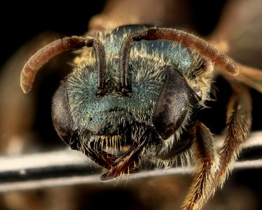 Lasioglossum michiganense, F, Face, NY, Queens 2014-04-22-14.45.01 ZS PMax