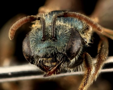 Lasioglossum michiganense, F, Face, NY, Queens 2014-04-22-14.45.01 ZS PMax photo