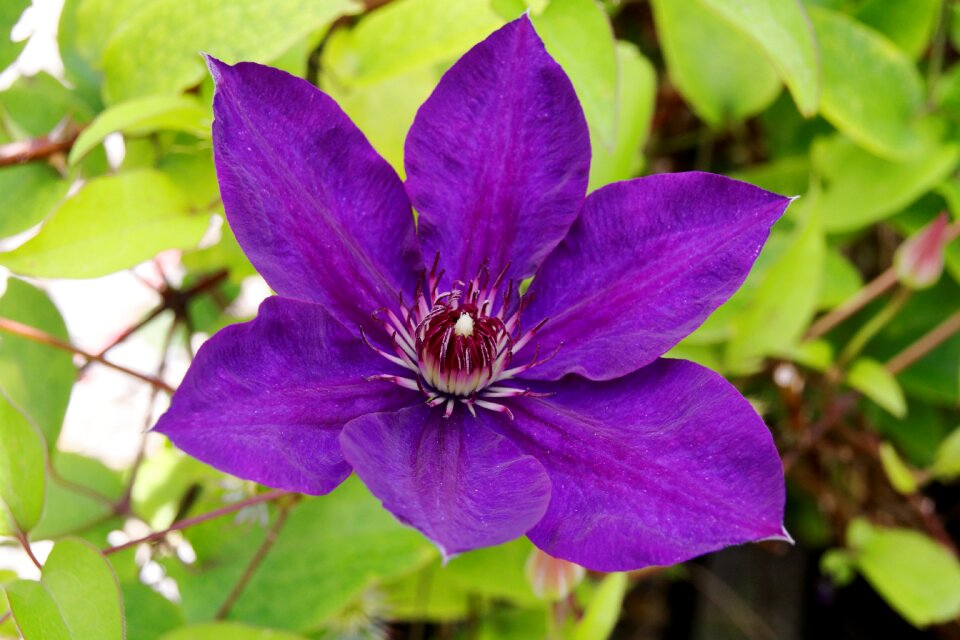Bloom flower close up