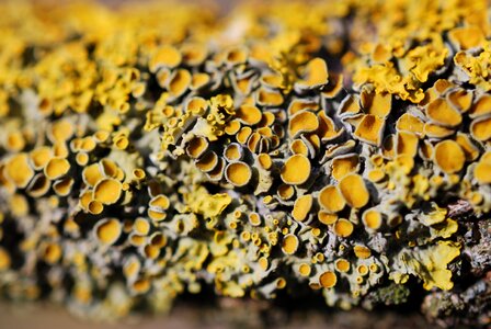 Bark nature forest