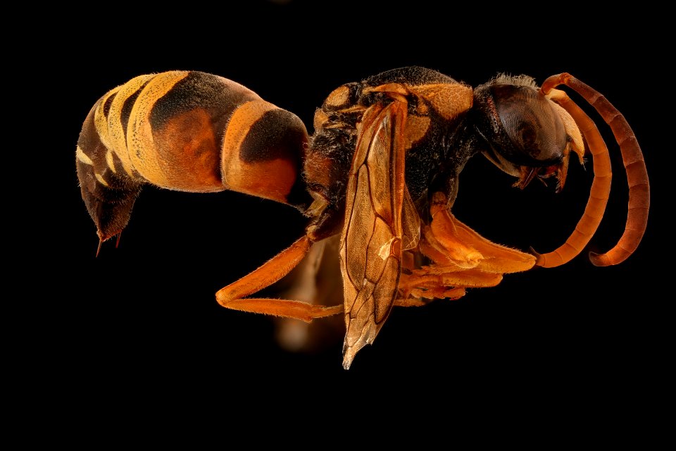 Pterocheilus quinque fasciatus, m, right, Jackson Co., SD 2018-08-15-22.12.18 ZS PMax UDR