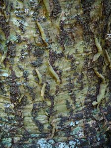 PINE TREE BARK