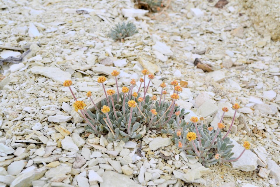 Tiehm's buckwheat (Eriogonum tiehmii)