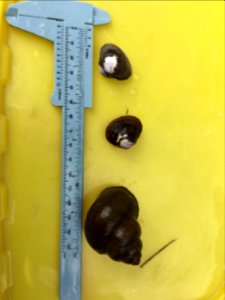 asian clam and snail invasive - Akimi King
