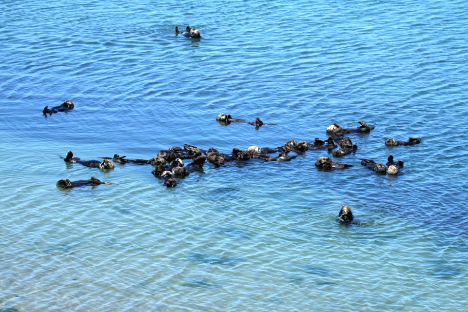 Southern sea otter social
