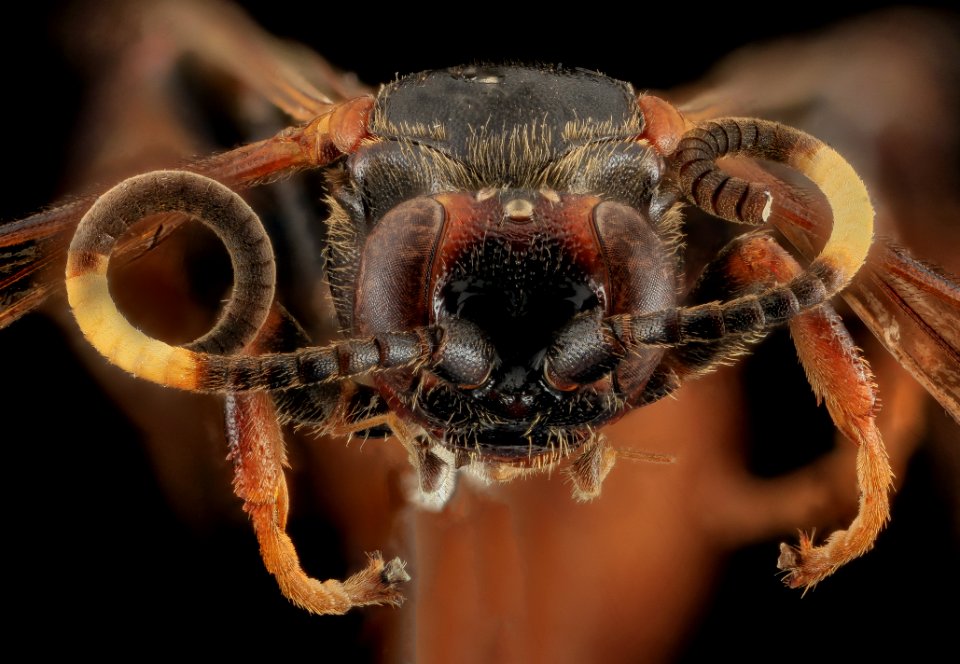 Wasp, Face, Hardy CO, WV 2014-01-16-17.01.39 ZS PMax